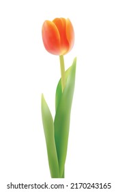 realistic cartoon tulips vector illustration isolated on white background