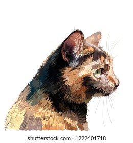 Realistic cat in profile, sketch vector graphic colour illustration on white background