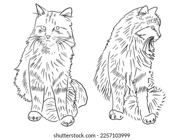 Realistic cat sitting drawing, front and side view in black isolated on white background. Hand drawn vector sketch illustration in doodle simple outline vintage engraved style. american longhair