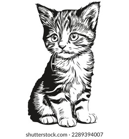 Realistic Cat vector, hand drawn animal illustration kitten
