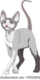 Realistic cat: vector Illustration.