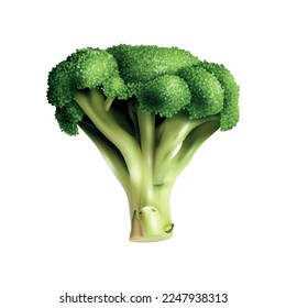 Realistic cauliflower broccoli kale kohlrabi brussels sprouts composition with isolated image of cabbage plant vector illustration