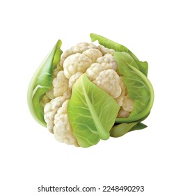 Realistic cauliflower broccoli kale kohlrabi brussels sprouts composition with isolated image of cabbage plant vector illustration