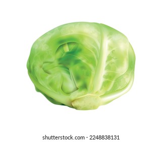 Realistische Blumenblume Broccoli kale kohlrabi brussels sprossen Komposition mit isoliertem Bild von Kohlpflanze Vektorgrafik