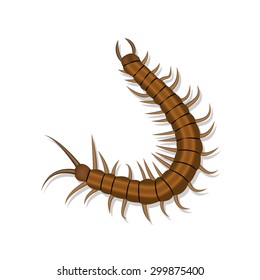 Realistic centipede with shadow isolated on white background. vector illustration.