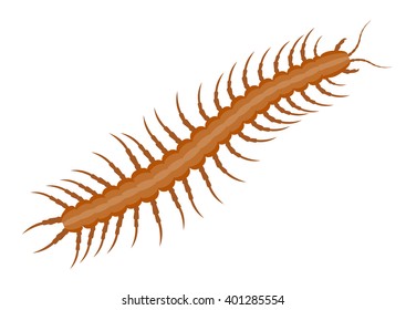 Realistic centipede vector illustration isolated on a white background. 