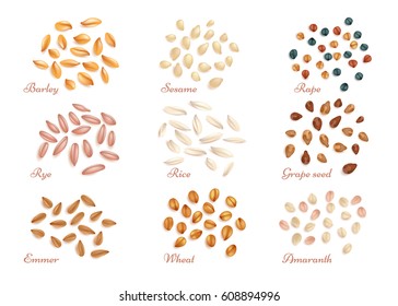 Realistic cereal grains and oil seeds vector. Set of grain harvest, illustration of healthy grains rye rice and wheat