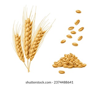 Realistic cereal wheat, oat and barley ears spikelets, spikes and grains. Isolated 3d vector agricultural product, delivering a satisfying breakfast experience and true essence of farm-fresh goodness