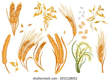 Realistic cereals barley, ears wheat, oats, rise on white background. Organic product, agriculture. 3D Vector illustration.