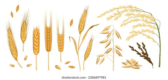 Realistic cereals. Rice, barley and wheat, oat plants. 3d isolated farm rye and oatmeal, harvest for bread, bakery ingredients, ear seeds and grain decorative objects. Vector illustration