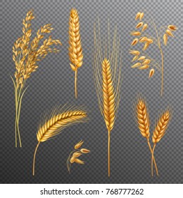 Realistic cereals set with rice, oats, spikelets of wheat and barley isolated on transparent background vector illustration