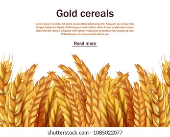 Realistic cereals vector background template. Ears of rye, wheat, barley isolated on white backdrop. Agriculture cereal plant, seed and grain harvest illustration