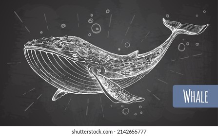 Realistic chalk drawing illustration of whale on grunge background. Vector illustration