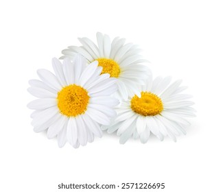 Realistic chamomile daisy flowers. Isolated 3d vector three fresh camomile blossom buds with white petals and yellow centers, arranged in a pile evoke feelings of spring, purity, health and nature