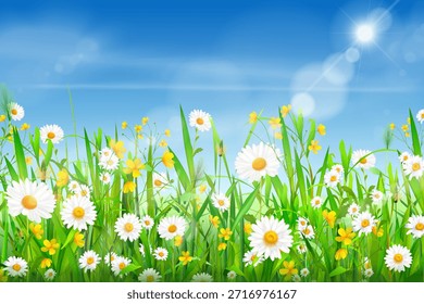 Realistic chamomile field. Spring daisy flower nature plants blue sky landscape, camomile green grass with sun boke summer background meadow pattern texture vector illustration