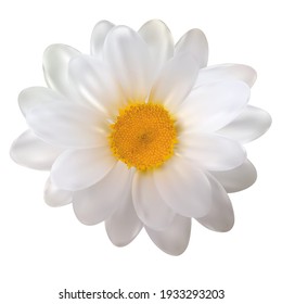 Realistic Chamomile Flower Isolated on White Background. Vector Illustration EPS10