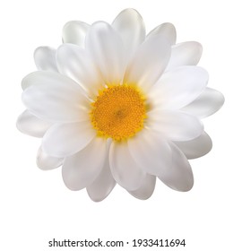 Realistic Chamomile Flower On White Background. Vector Illustration EPS10