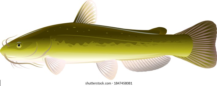 66 Channel catfish Stock Vectors, Images & Vector Art | Shutterstock
