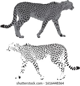 realistic cheetah silhouette drawing illustration and a graphic concept of a cheetah utilizing only the spots 