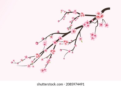 Realistic Cherry blossom branch. Sakura branch with blooming watercolor flower. Watercolor pink cherry flower vector. Japanese Cherry blossom vector. Cherry blossom with Sakura flower vector.