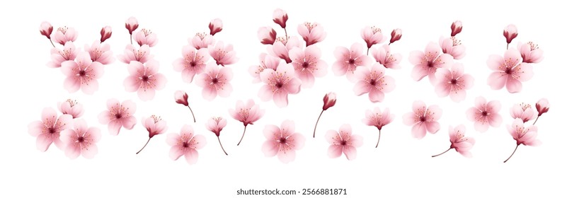 Realistic Cherry Blossom Flowers Set Isolated on White Background. Vector Illustration EPS10