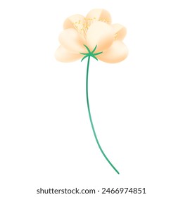 realistic cherry blossom illustration on white background.