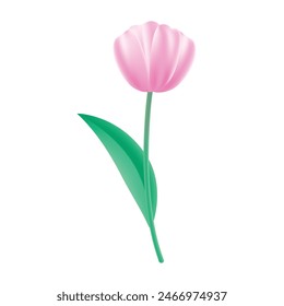 realistic cherry blossom illustration on white background.