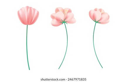 Flores de cerezo realistas sobre fondo blanco.