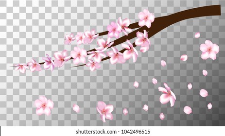 Realistic Cherry Branch Illustration Vector. Sakura Apricot, Peach, Apple Blossom Twig Petals Falling Isolated on Transparent. Realistic Blossom Cherry Branch, Showering Petals, Wedding Decoration.