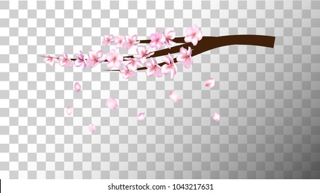 Realistic Cherry Branch Illustration Vector. Spring Design with Sakura, Apricot, Apple, Peach Blossoms and Falling Down Petals. Japanese Spring Background, Showering Petals, Tender Wedding Decoration.