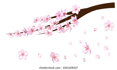 Realistic Cherry Branch Vector Illustration. Blooming Apple, Sakura, Apricot, Peach Twig Blossoms Petals Falling Down Isolated. Realistic Blossom Cherry Branch, Showering Petals, Wedding Decoration.