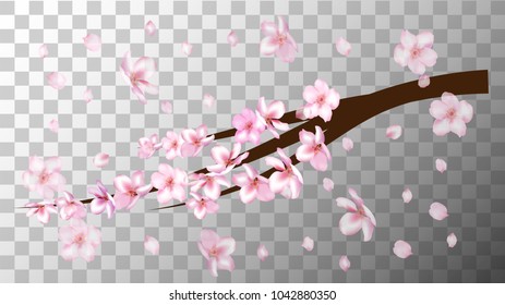 Realistic Cherry Branch Vector Illustration. Spring Design with Sakura, Apricot, Apple, Peach Blossoms and Falling Down Petals. Realistic Vector Cherry Branch, Showering Petals, Wedding Decoration.
