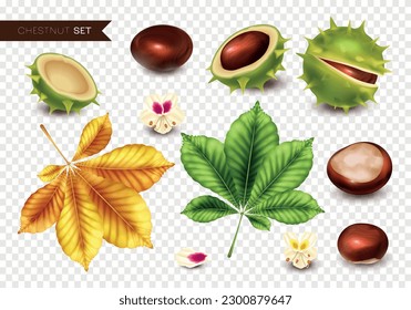 Realistic chestnus icons set with nuts and leaves on transparent background isolated vector illustration