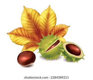 Realistic chestnut composition with nuts and autumn leaf vector illustration