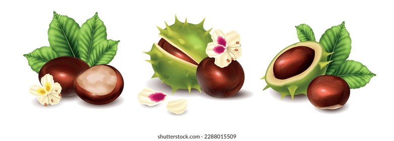 Realistic chestnut compositions set with ripe nuts and flowers isolated vector illustration