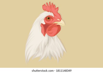 Realistic chicken illustration hand drawing