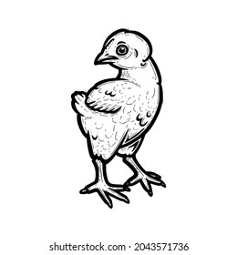 Realistic chicken outlined in white background. Free grazing chick in the runch. Hand drawn vector illustration