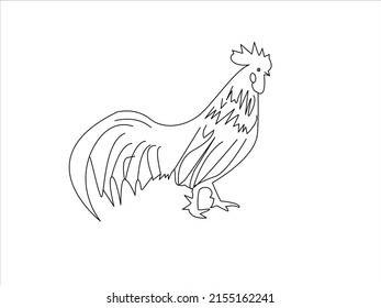 Realistic chicken outlined in white background