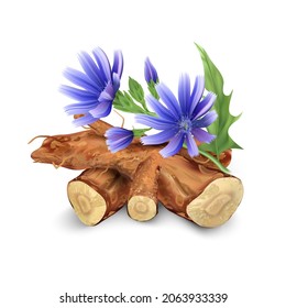 Realistic chicory root, flowers and leaves, coffee substitute, healthy natural product. 