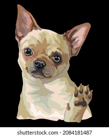 Realistic chihuahua dog. Color vector illustration isolated on black background. For decoration, design, print, posters, postcards, stickers, t-shirt and embroidery