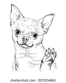 Realistic chihuahua dog vector hand drawing illustration isolated on white background. For decoration, coloring book pages, design, print, posters, postcards, stickers, t-shirt