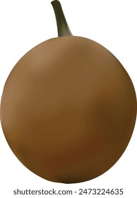 Realistic Chikoo Vector Illustration With Background 