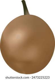 Realistic Chikoo Vector Illustration With Background