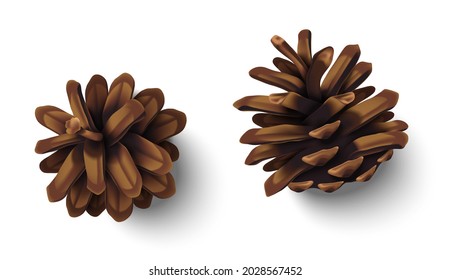 Conos de abetos de Navidad realistas aislados de fondo blanco. Ilustración vectorial. Colección de pinecones naturales marrones