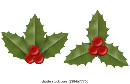 Realistic Christmas Holly Berry leaves. Vector illustration. Eps 10.