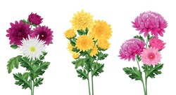 Realistic Chrysanthemum Bouquet Set With Blooming Flowers Isolated Vector Illustration