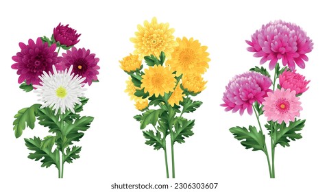 Realistic chrysanthemum bouquet set with blooming flowers isolated vector illustration