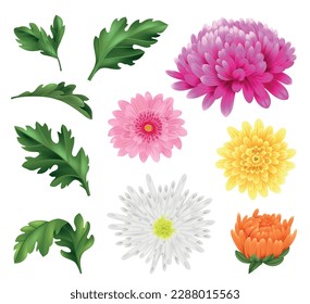 Realistic chrysanthemum flower icons set with blossoming heads and leaves isolated vector illustration