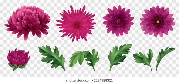 Realistic chrysanthemum icons set with flowers and leaves on transparent background isolated vector illustration