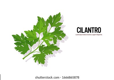 realistic cilantro tasty fresh herb green leaves healthy food concept horizontal vector illustration